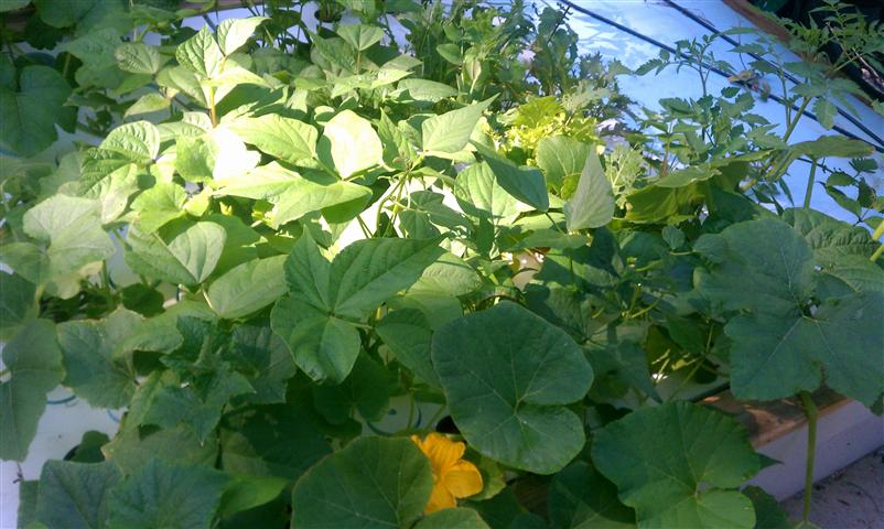  very excited that the squash have added some color to the garden